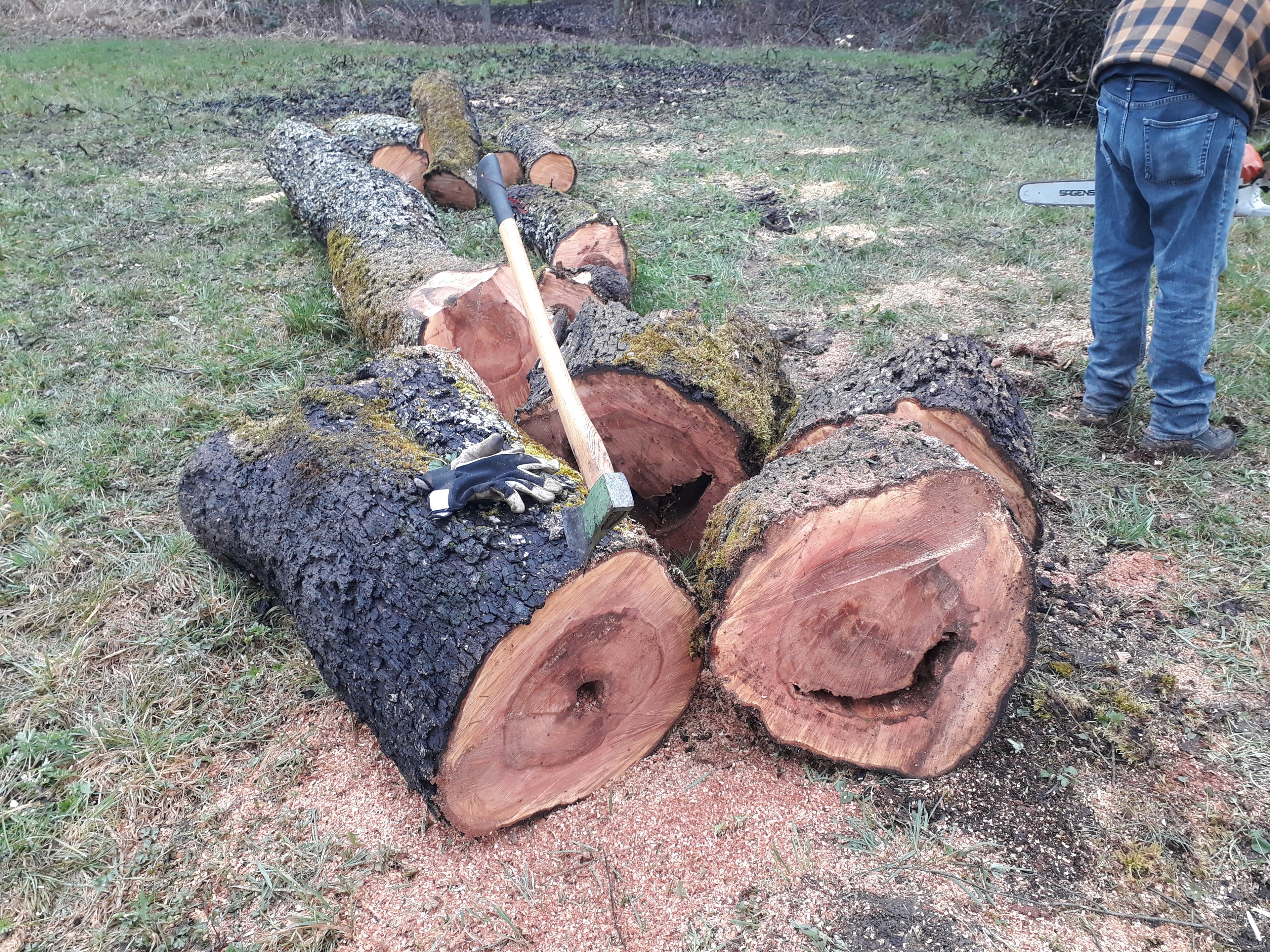 Birnenholzstamm beim Sägen mit Axt und Moos als Ausgangsmaterial für Holzhandwerk.